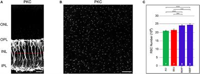 Genetic Control of Rod Bipolar Cell Number in the Mouse Retina